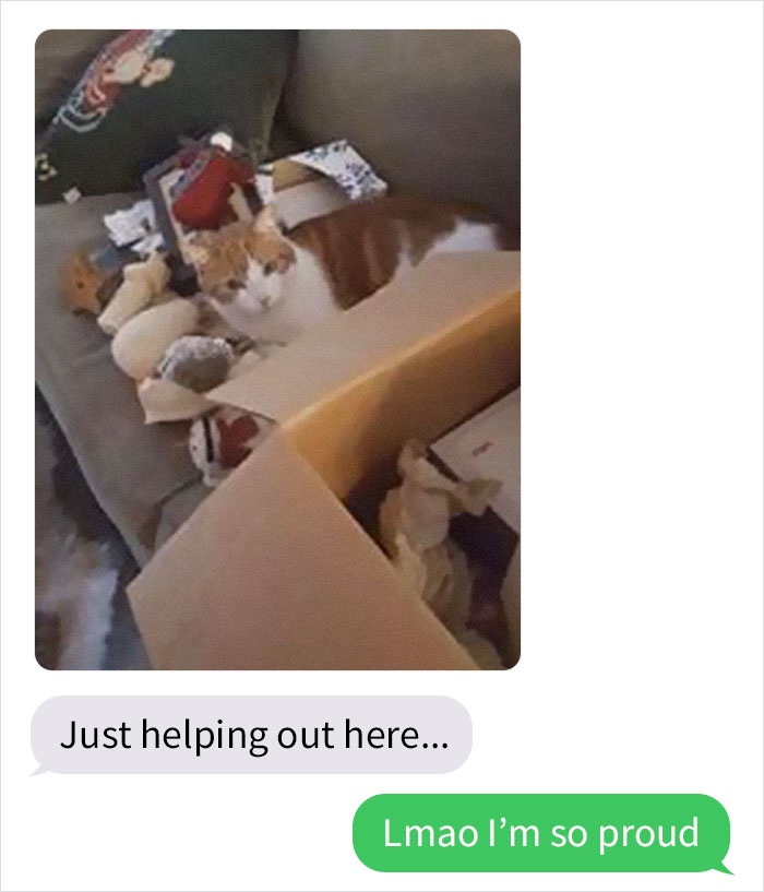 mom-sends-her-daughter-cat-updates-5e6757d3396d7__700.jpg