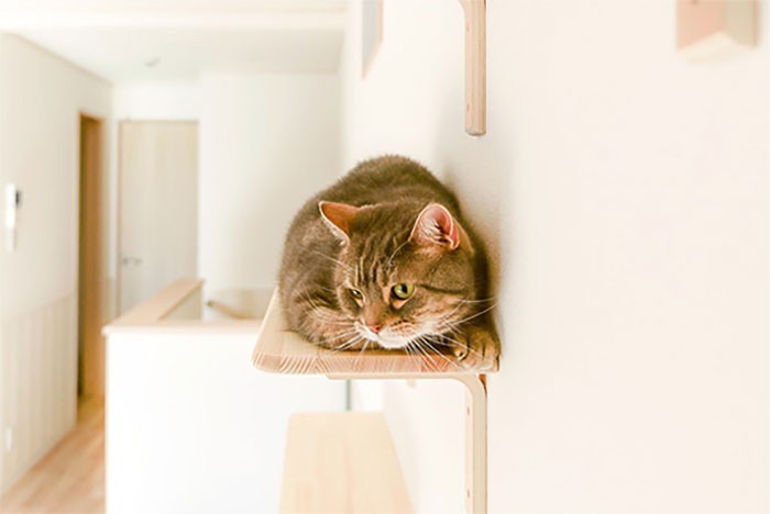 apartments-for-singles-with-cats-japan-5e90280f97165__700.jpg