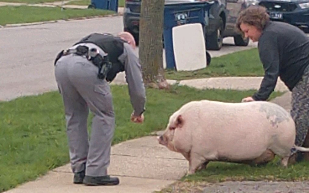 Pig-Amherst-Police-Eggertsville-crop.jpg