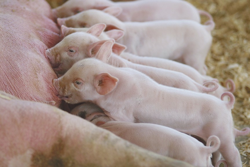 New_Products_TROUW_0438F4_Suckling_piglets_Main.jpg