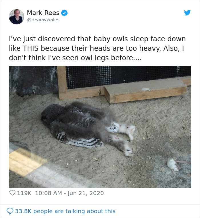sleeping-baby-owls-face-down-29.jpg