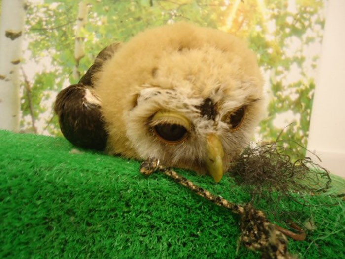 sleeping-baby-owls-face-down-26-5ef306fb5d1b5__700.jpg