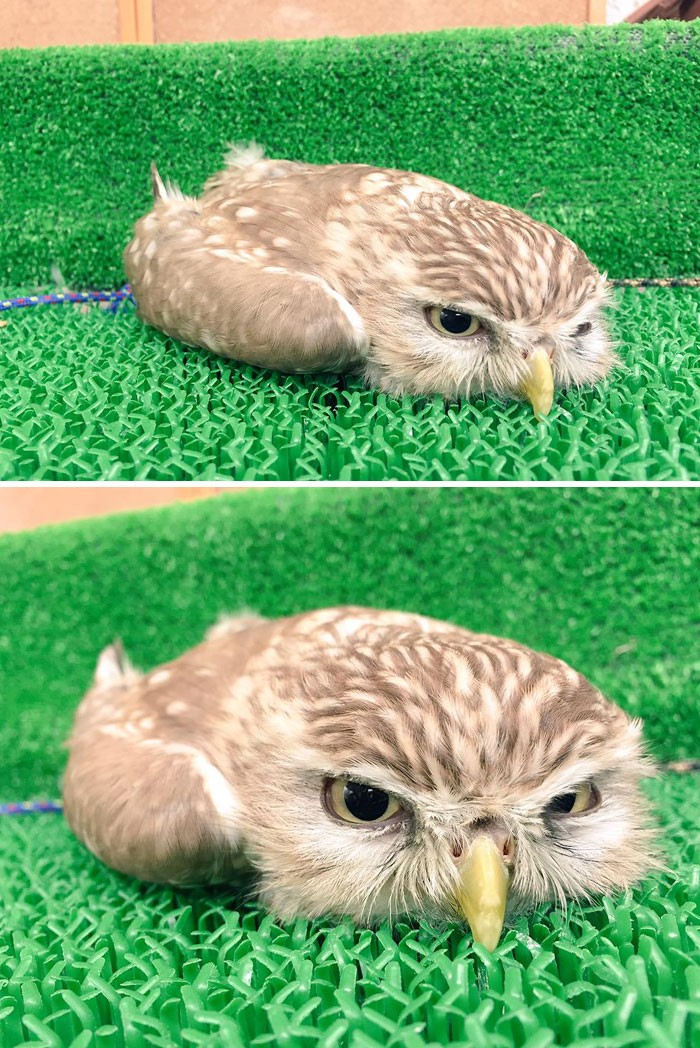 sleeping-baby-owls-face-down-5-5ef2f59e1b095__700.jpg