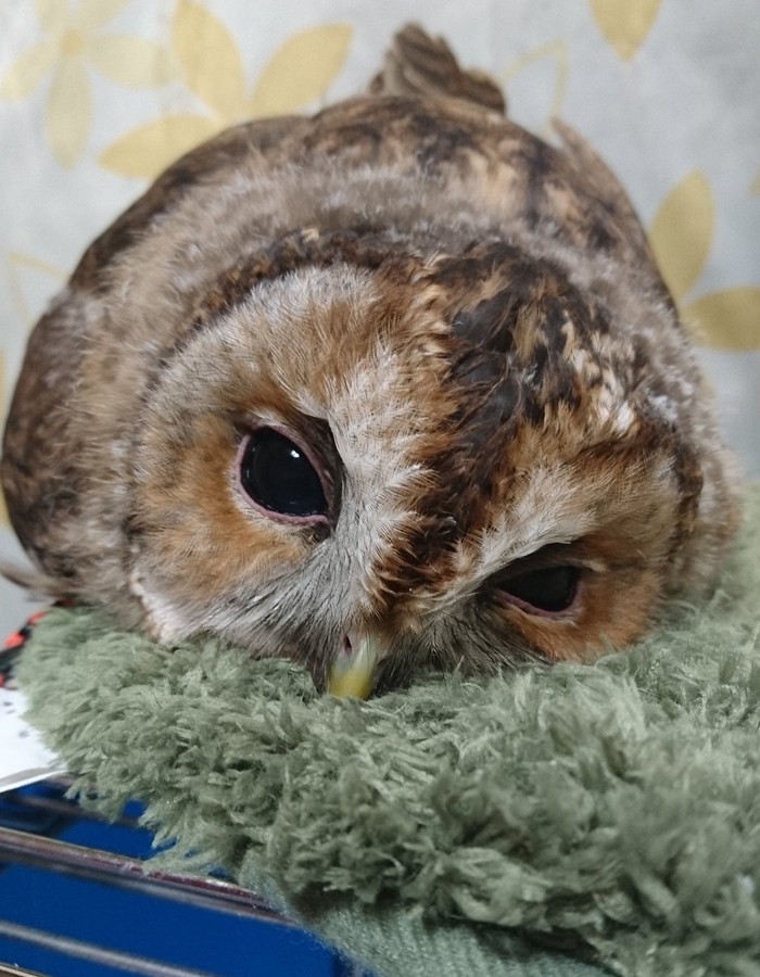 sleeping-baby-owls-face-down-16-5ef2f9f7c03c7__700.jpg