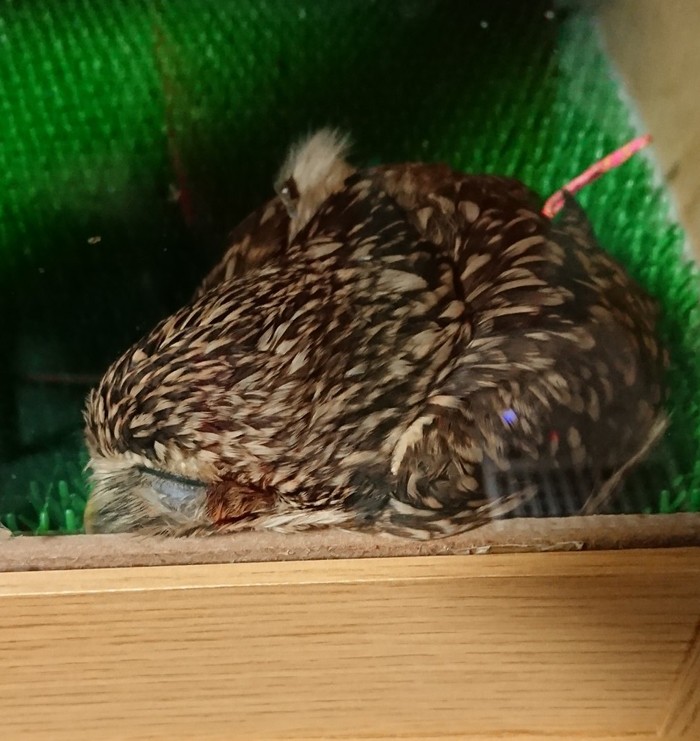 sleeping-baby-owls-face-down-24-5ef30505a12f6__700.jpg