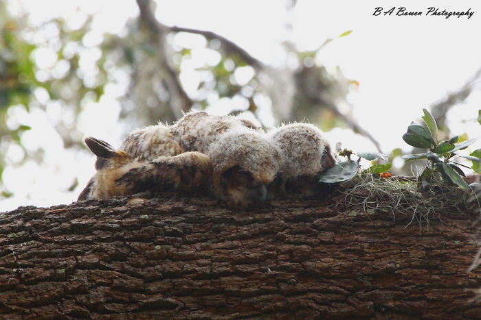 sleeping-baby-owls-face-down-1-5ef2f3bfdfbab__700.jpg