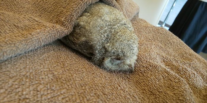 sleeping-baby-owls-face-down-9-5ef2f6b9abe32__700.jpg