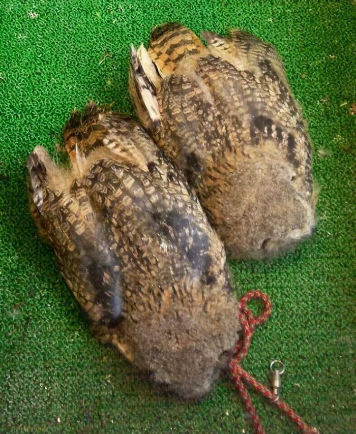 sleeping-baby-owls-face-down-19-5ef2faefbe1d7__700.jpg