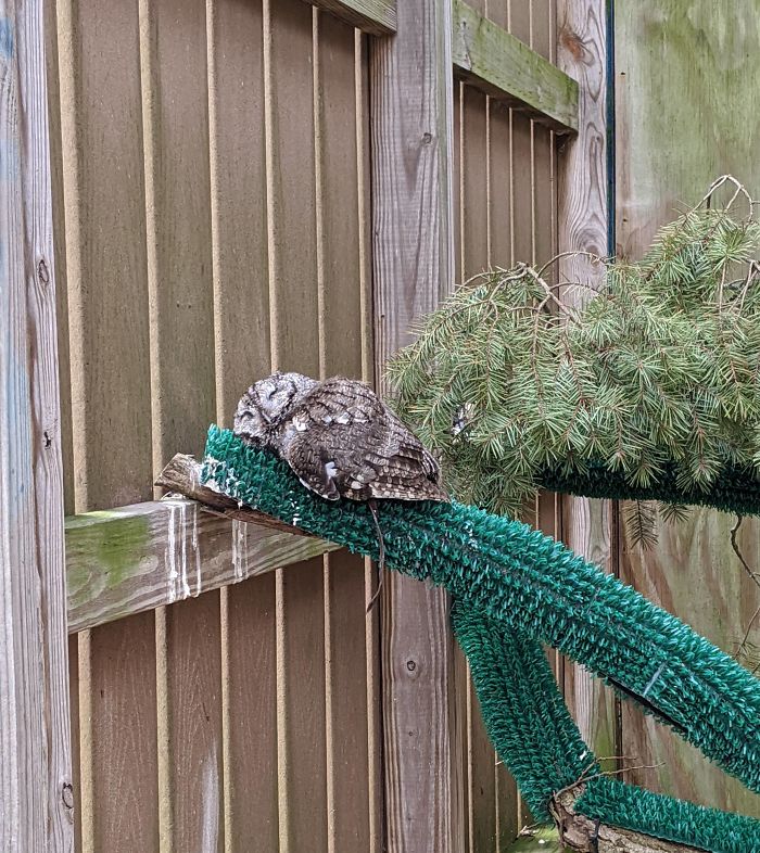 sleeping-baby-owls-face-down-2-5ef2f4064ce45__700.jpg