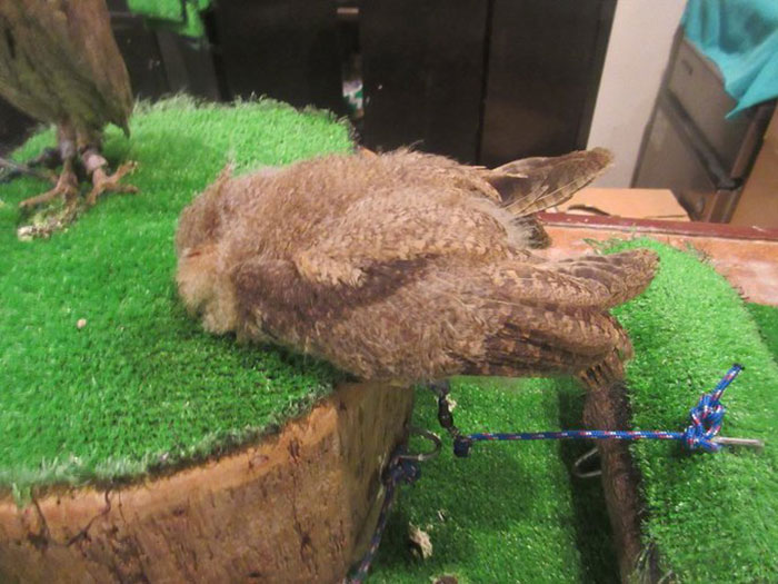 sleeping-baby-owls-face-down-25-5ef306a2863a4__700.jpg