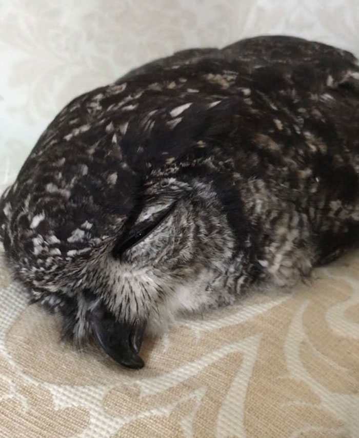 sleeping-baby-owls-face-down-7-5ef2f63b2030d__700.jpg