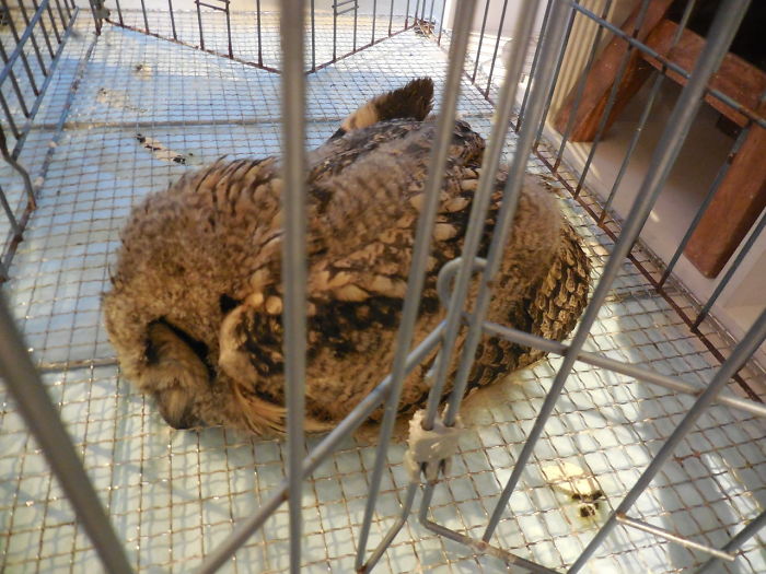 sleeping-baby-owls-face-down-22-5ef2fc585e338__700.jpg