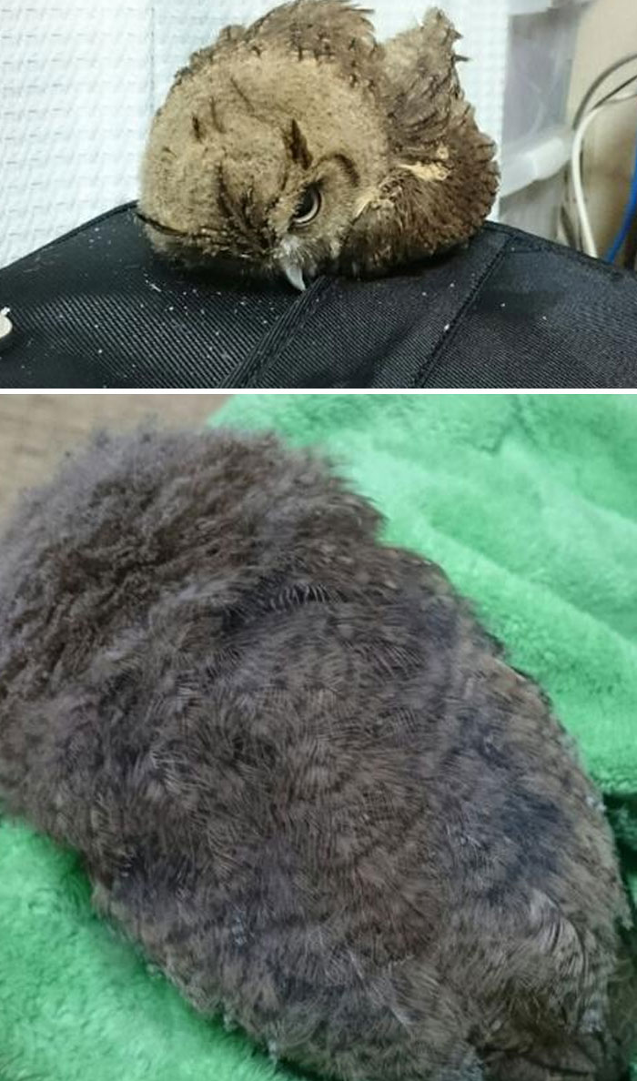 sleeping-baby-owls-face-down-15-5ef2f8f6a49f8__700.jpg