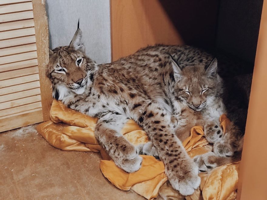 I-rescued-two-lynxes-from-the-fur-farm-5f33ad8c798b4__880.jpg