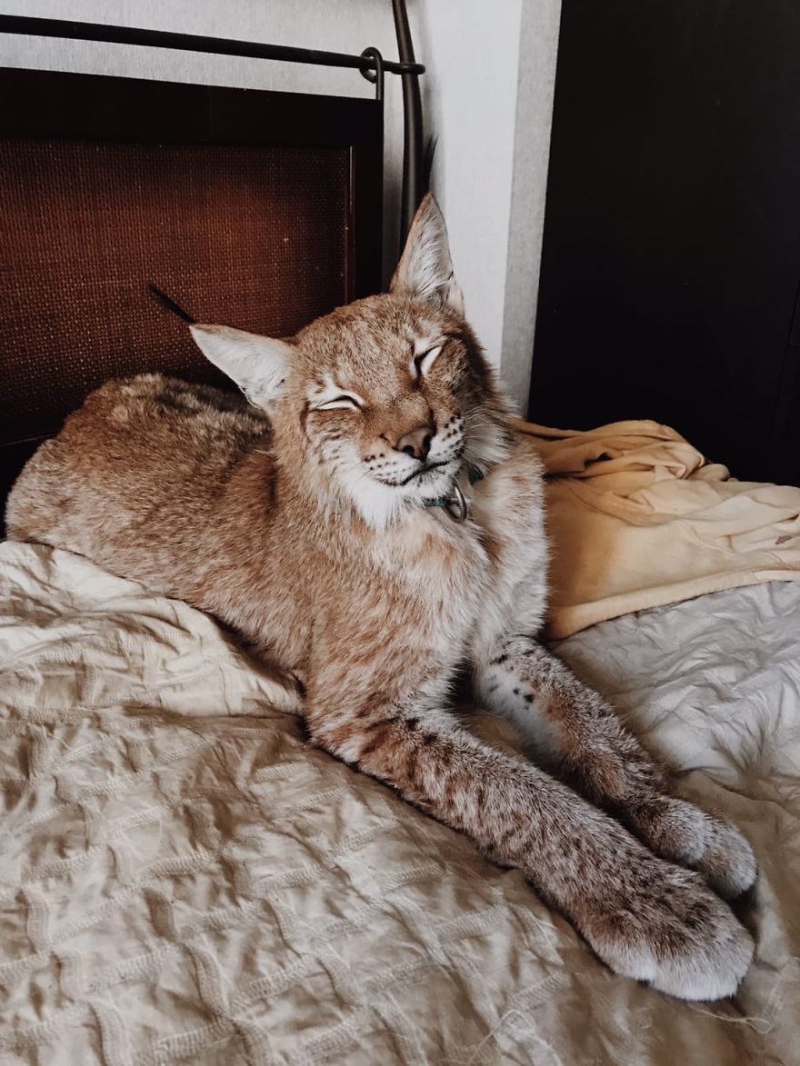 I-rescued-two-lynxes-from-the-fur-farm-5f33ad905ca9a__880.jpg
