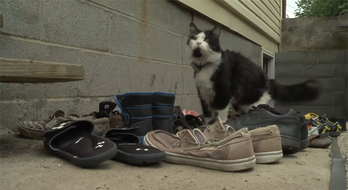 cat-steals-shoes-jordan-the-feline-cat-burglar-3-5f36310db8bd4__700.jpg