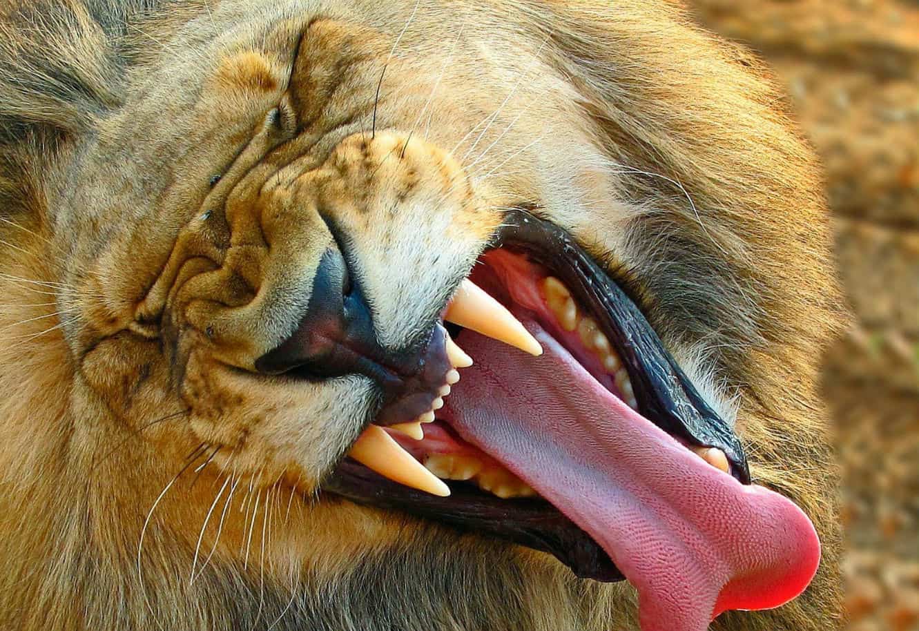 Lion-Tongue.jpg