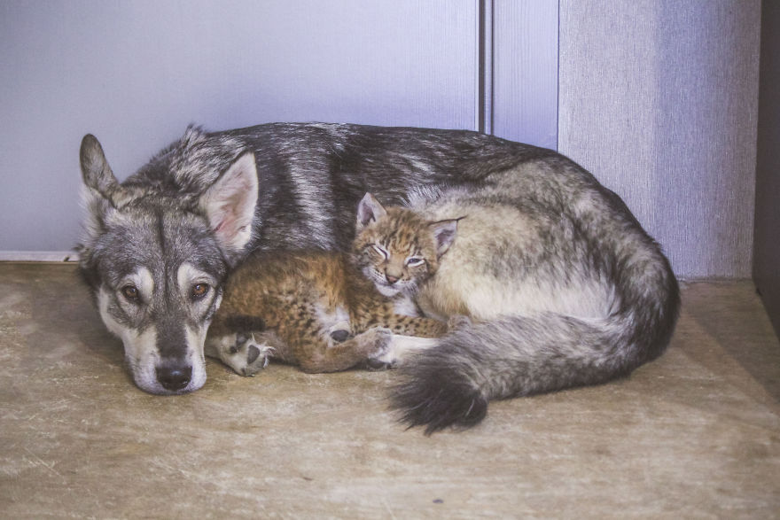 I-rescued-two-lynxes-from-the-fur-farm-5f33ad7104101__880.jpg