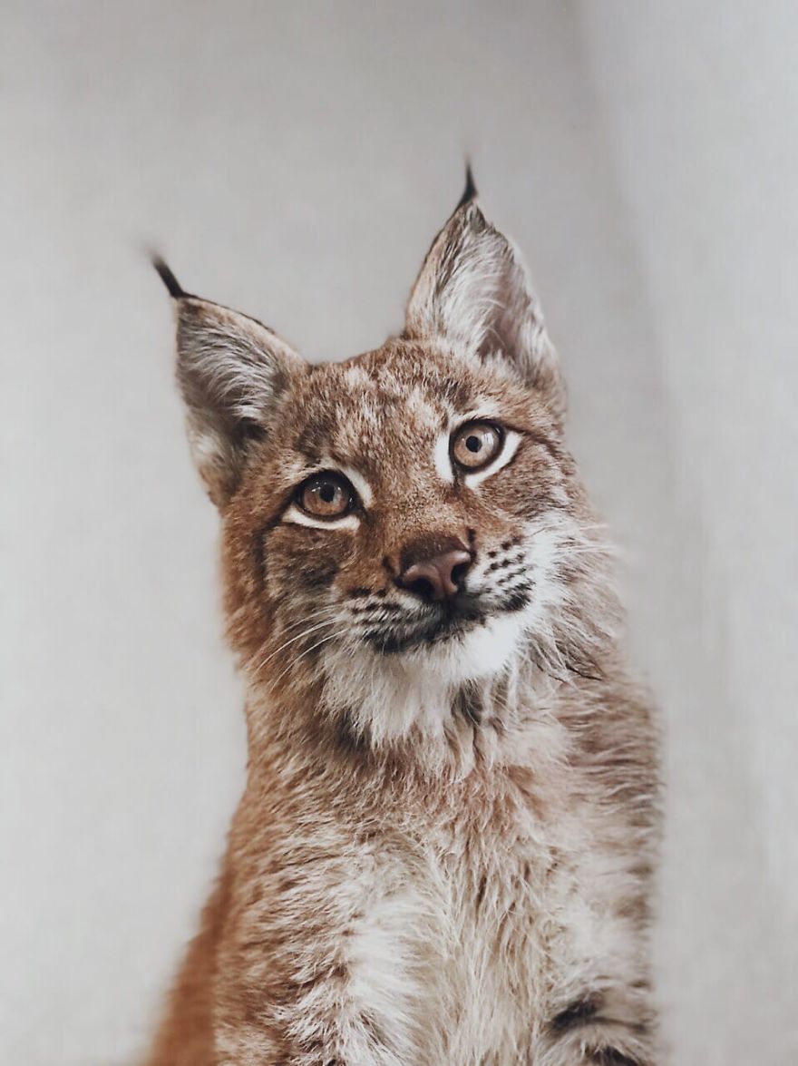I-rescued-two-lynxes-from-the-fur-farm-5f33ad851fa11__880.jpg