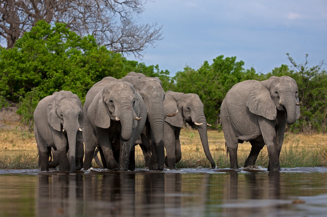 01-elephants-poaching-botswana-nationalgeographic_2207221.jpg