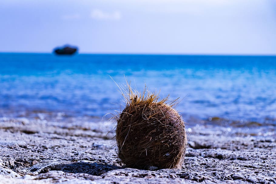 ishigaki-okinawa-coconut-sea.jpg