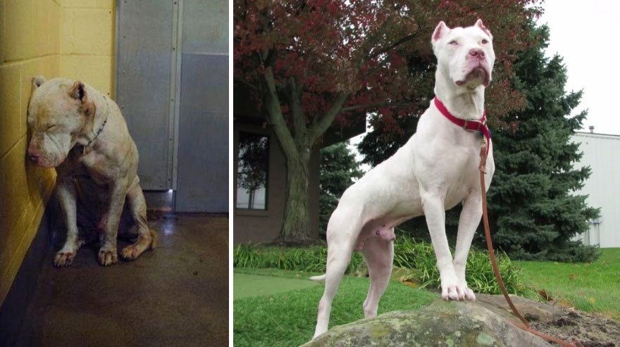 happy-dogs-before-after-adoption-79-5a9544efa99c9__880.jpg