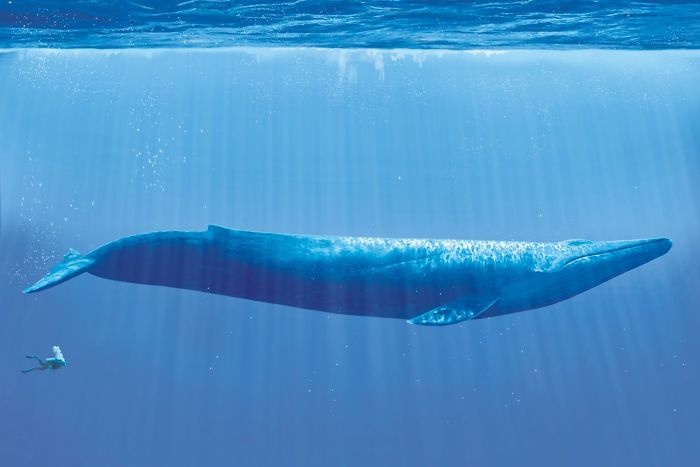 蓝鲸到底有多大这波超有趣的对比图不比不知道一比真奇妙哇