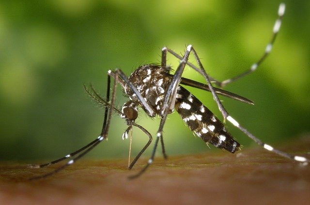 蚊子傳染病登革熱