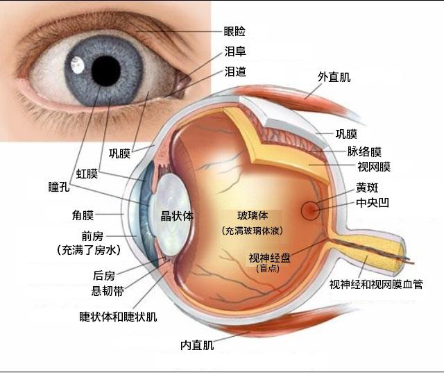 眼睛周围解剖图图片