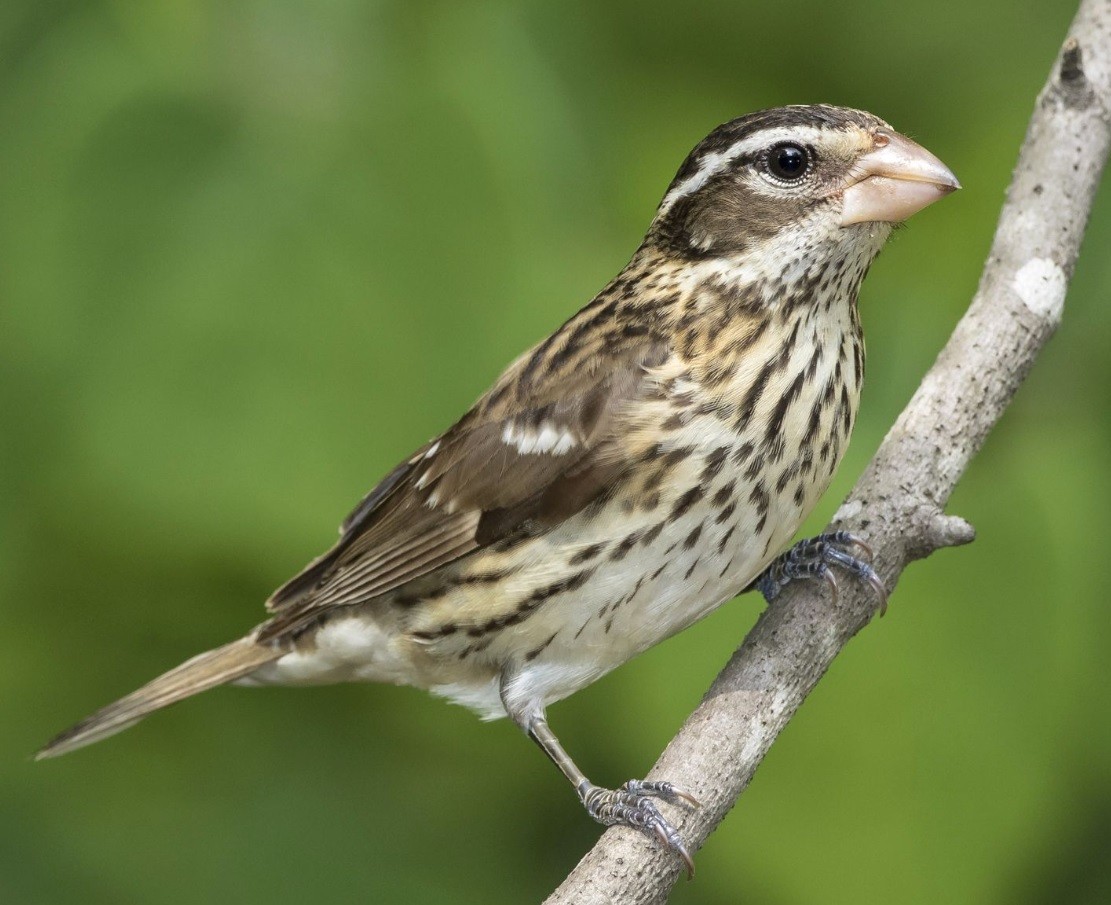 找到一只一半雄性一半雌性的小鸟 连羽毛花色都是对半长的 英国那些事儿