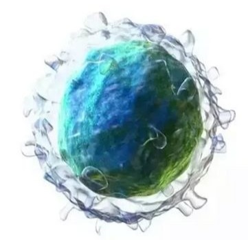 细胞的起源和分类 一 免疫细胞大部队
