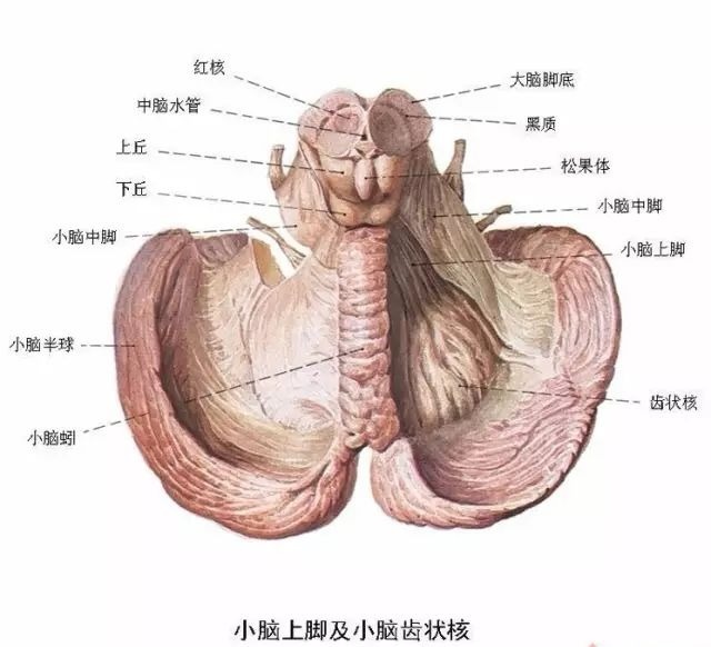 小腦皮質結構神經分佈圖人腦區域圖磁共振成像&人腦模型對比大腦供血