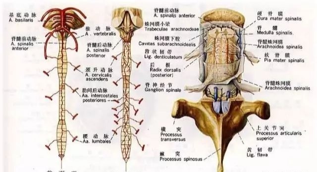 腰穿的局部解剖左右腦損傷特點比較腰椎神經對應的體表感覺區域腕管