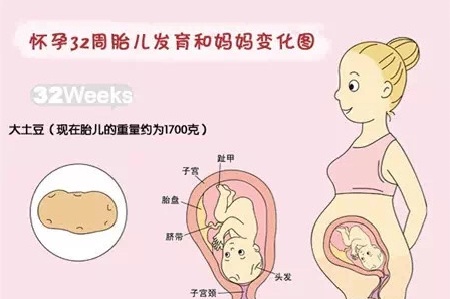 怀孕的肚子器官图片